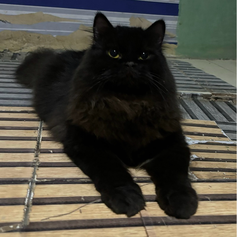 kitten persia jantan super