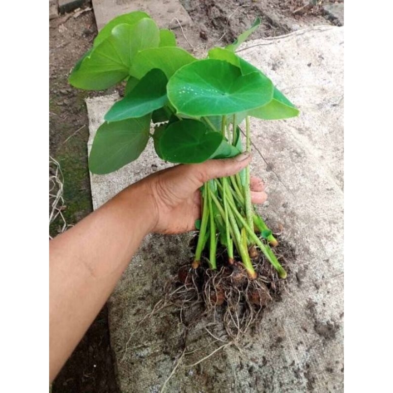 bibit talas pari / bibit talas buntil / talas sayur