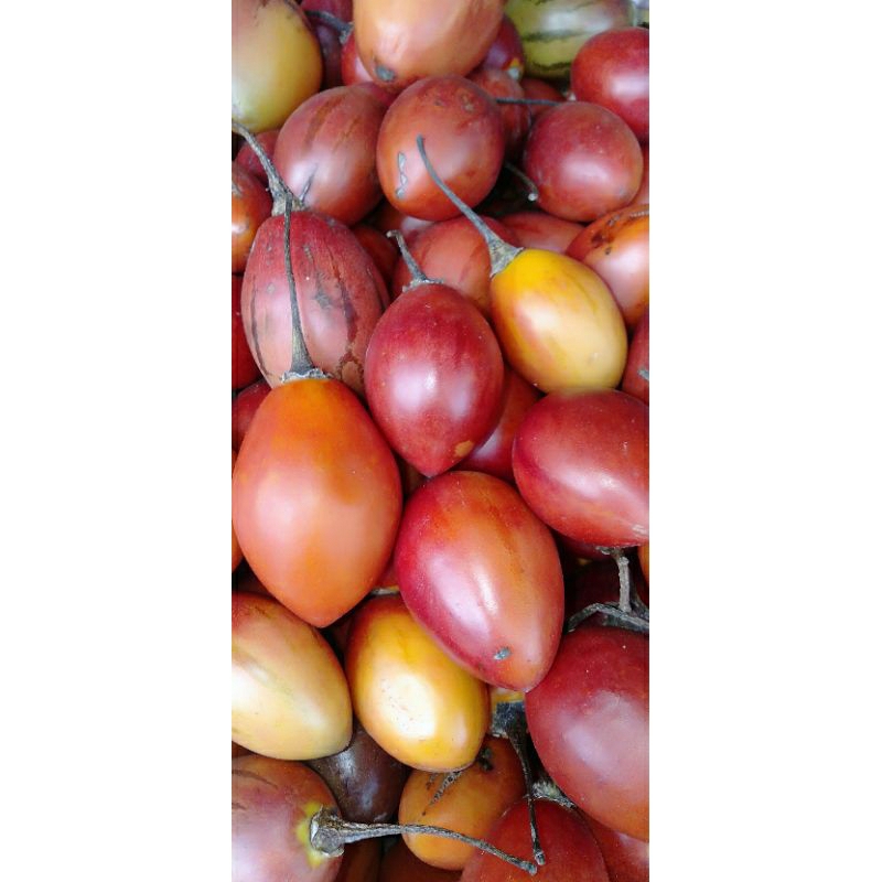 

Buah Terong Belanda fresh kilogram