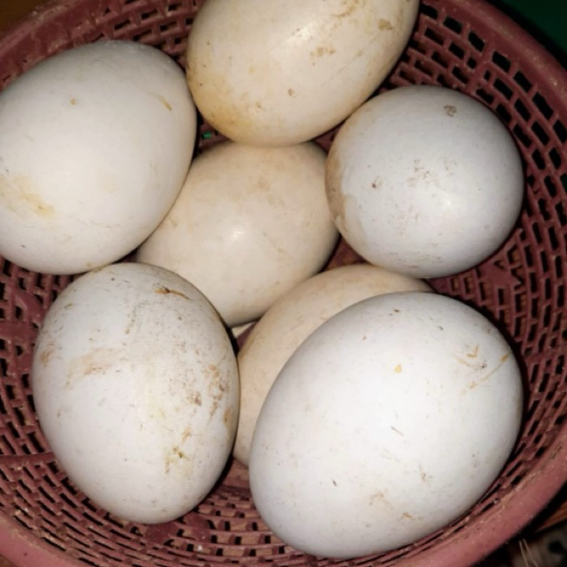 TELUR ANGSA TEMBUHUK/TELUR ANGSA BUSUK/TELUR ANGSA FRESS