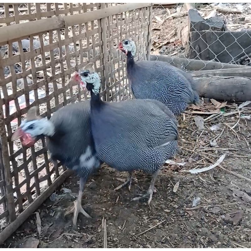 Sepasang Ayam Mutiara Induk Free Ongkir Kereta