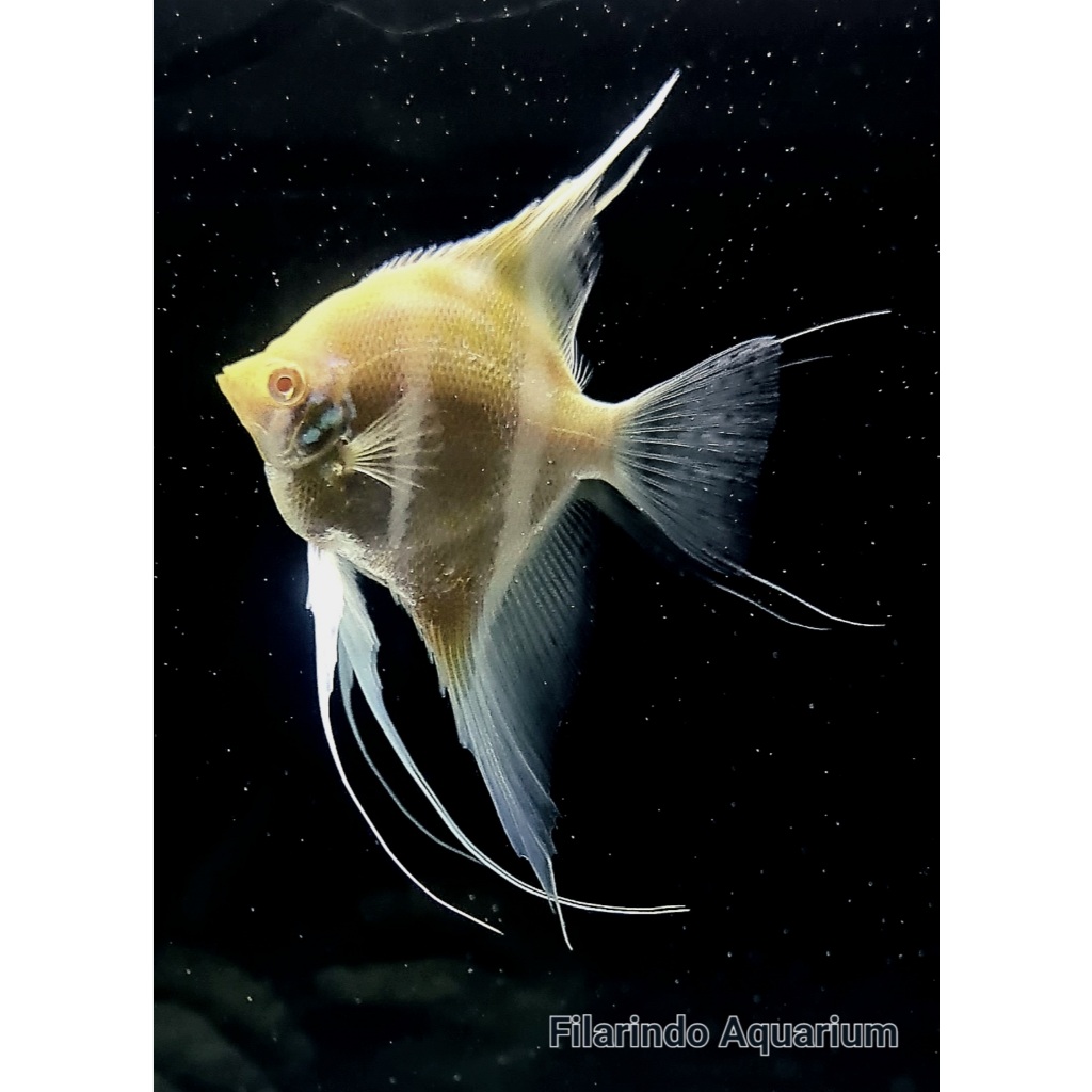 Dantum Albino Angelfish - Manfish - Altum Orinoco, Body 5cm