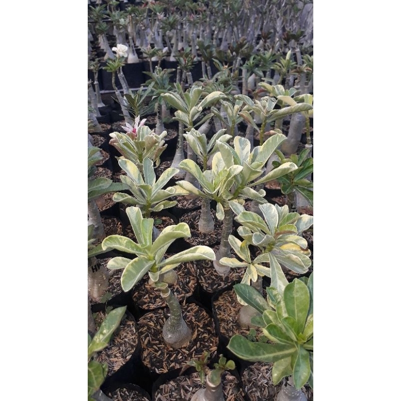 Adenium bunga tumpuk ♡TangNaPaka♡ daun varigata