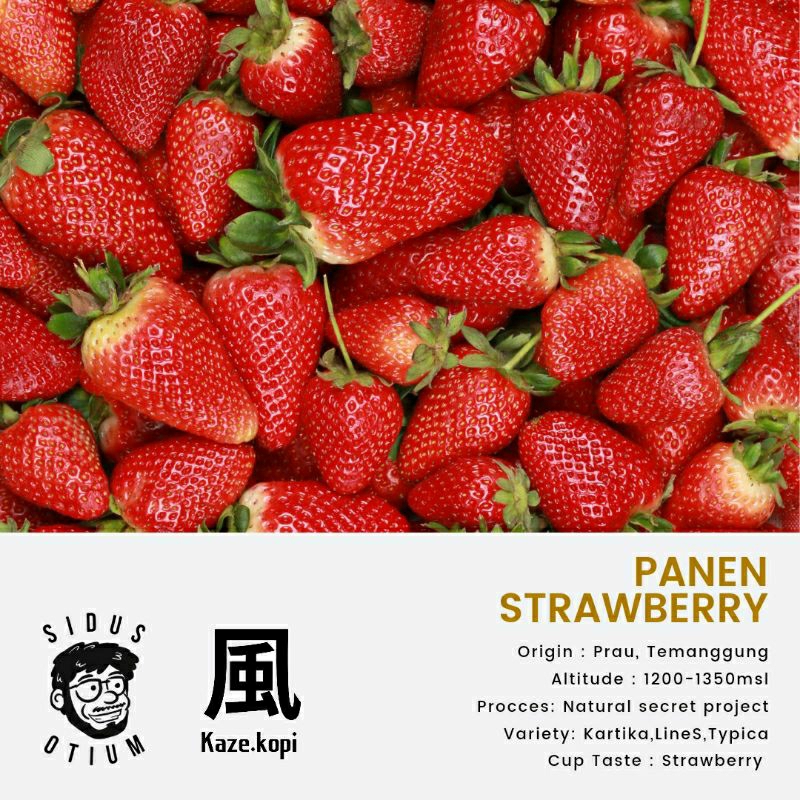 

Panen Strawberry