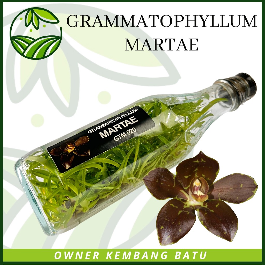 Anggrek Botol Grammatophyllum MARTAE Kondisi Siap Aklim Sundul Botol