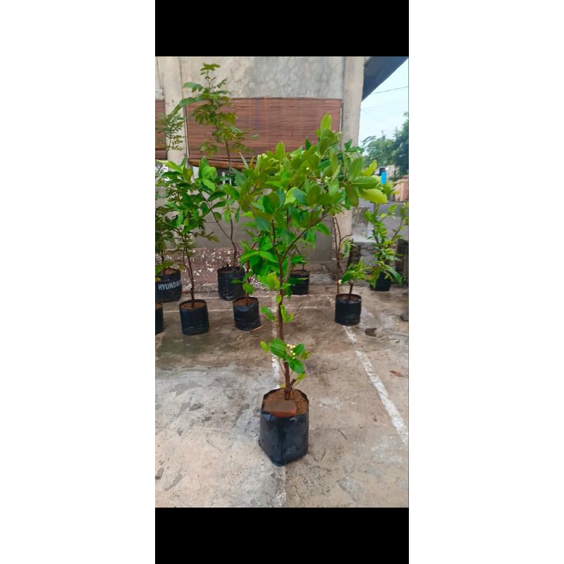 Bibit Jambu Air Madu Deli Hijau