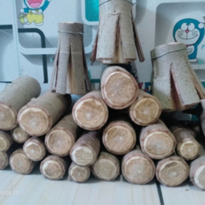 bahan stek waru merah pecah batang siap tanam