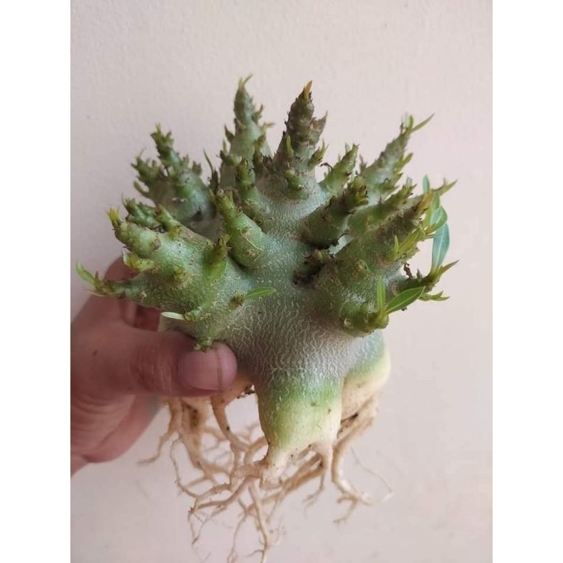 Shp1 adenium arabicum hybrid