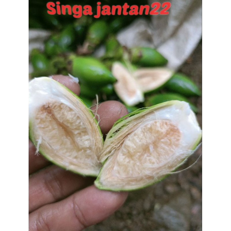 

Pinang muda segar baru petik 1 kg