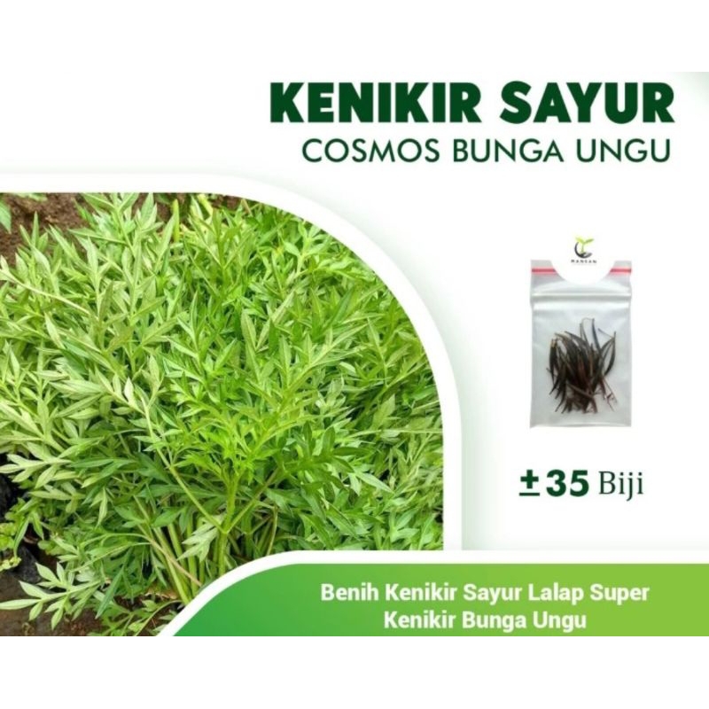 Benih Pohon Kenikir - Biji Kenikir