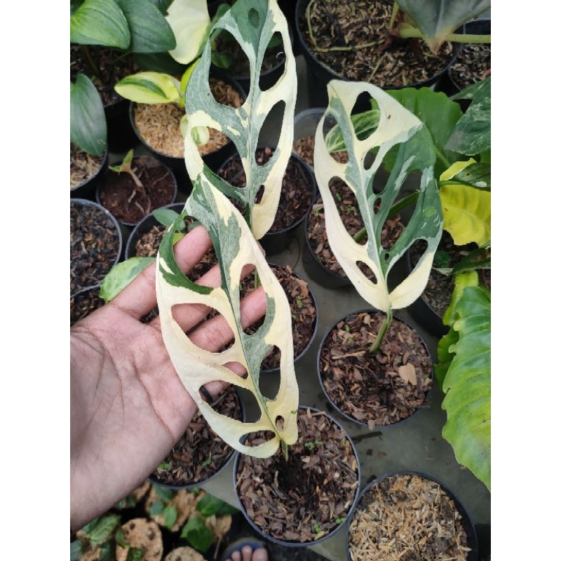 Tanaman Hias Janbol adansoni variegata | Janbol japan varigata putih