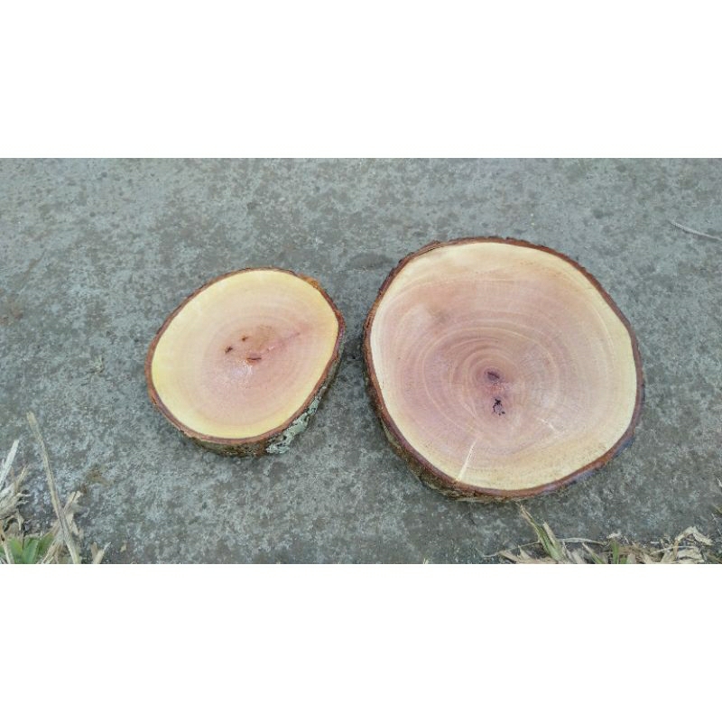 Wood slice | Potongan kayu | Bahan dekorasi