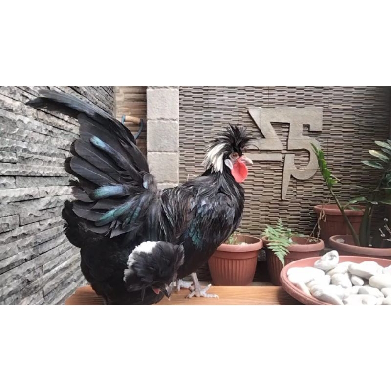 Sepasang Ayam Poland White Crested Black Polish Usia 6bln Up