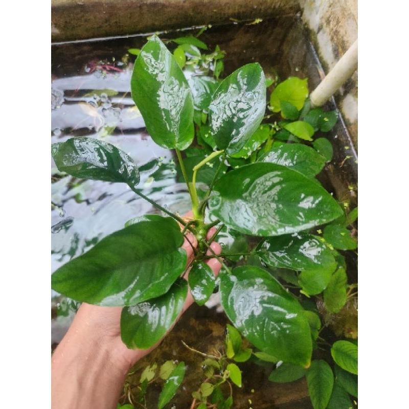 anubias Nana jumbo aquascape