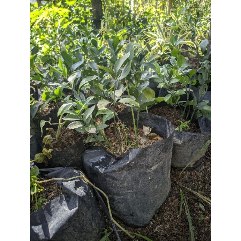 Tanaman Bunga Hias Daun RUSKUS Dalam Polybag - Bibit Tanaman Bunga Hidup Daun