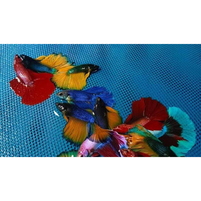 Cupang Halfmoon Ekor Lebar Warna Cerah Merah Putih Biru Laut Kuning