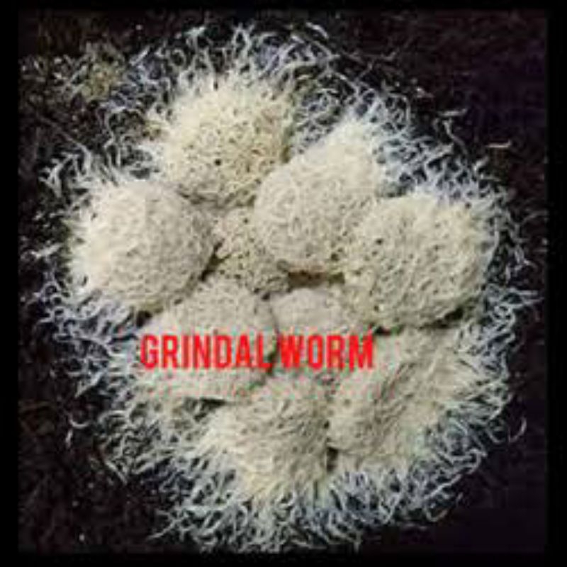 Starter Grindal Worm