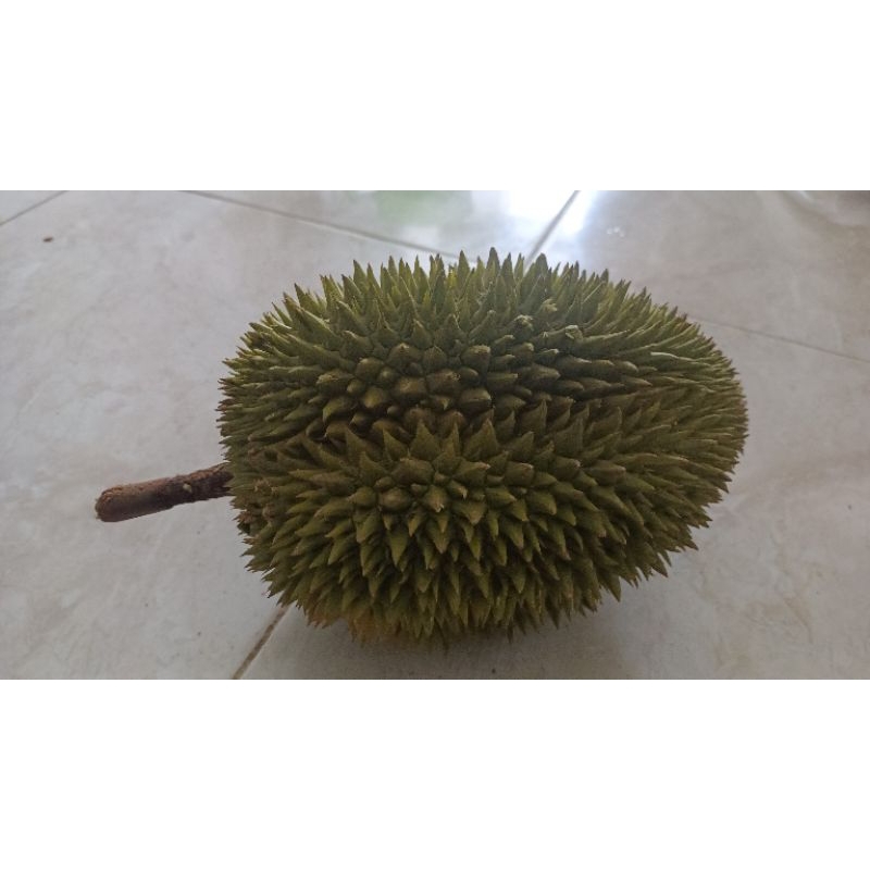 

Durian Cane