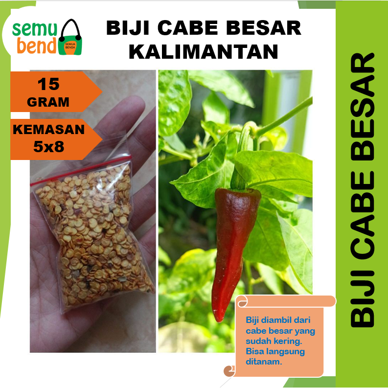 Bibit Biji Cabe Besar Kalimantan