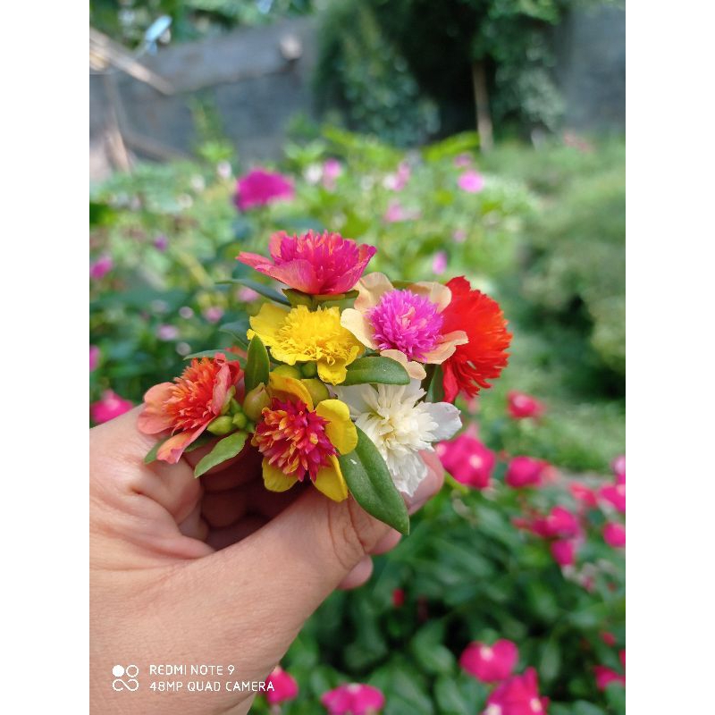 Paket Krokot Seri Jambul 7 Bunga Krokot Jambul