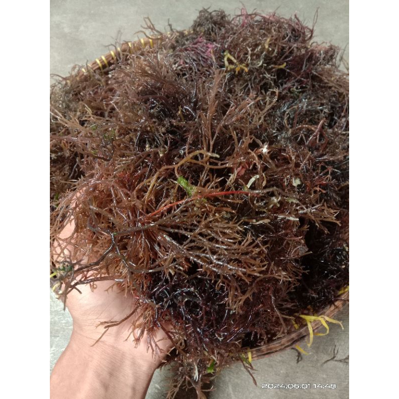 

rumput laut merah fresh~rumput laut merah segar 3kg