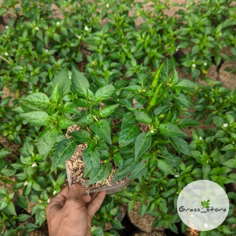 Tanaman Cabe Rawit,Pohon Cabe Rawit,Cabe Rawit