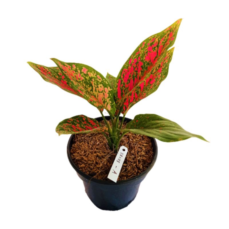 aglonema ruby/venus mini/ruby garuda