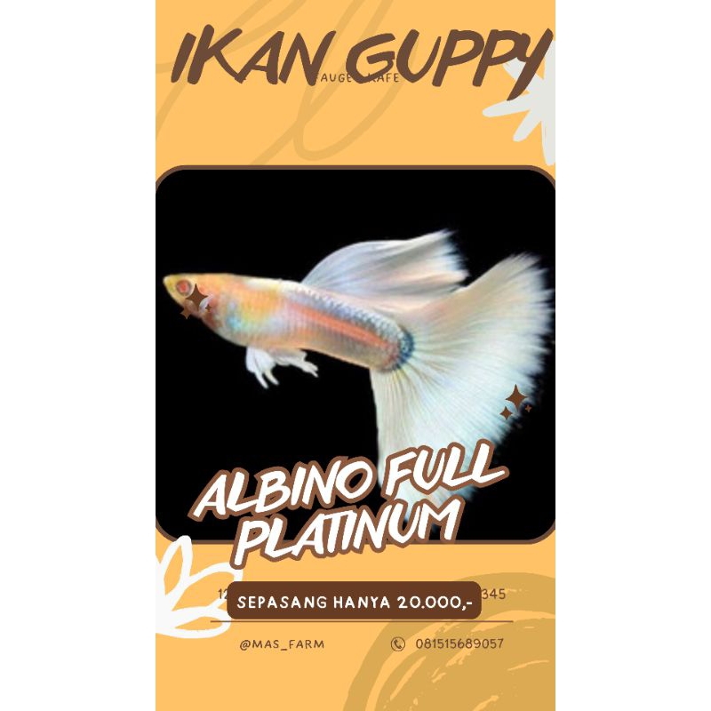 

BOX KARDUS ISI $£₱4$4NG Gμ₱₱¥ 4LB!N0 FμLL PL4T!NμM (4F₱) BERKUALITAS