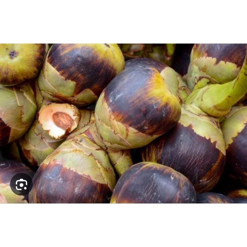 

Buah Lontar 1 Utuh Siwalan Langka Obat Herbal Enak Termurah Big Isi 3