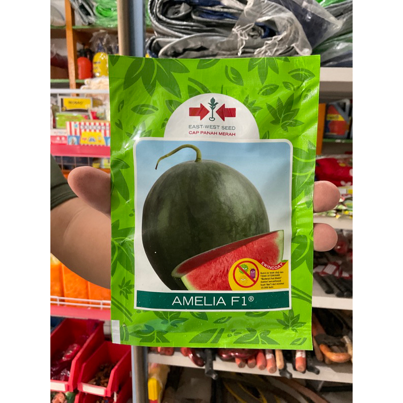 BIBIT PANAH MERAH SEMANGKA NON BIJI AMELIA F1