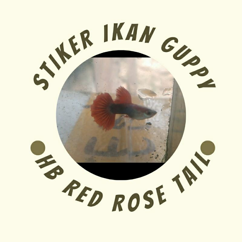 hiasan aquarium guppy hb red rose