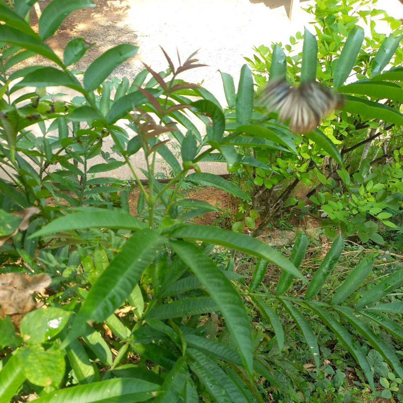 

daun sungkai/daun jati fresss -obat herbal - 500g