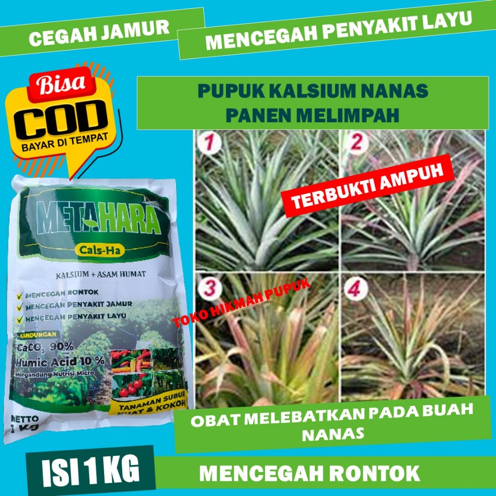 Pupuk Semprot Buah Nanas Murah METAHARA Mencegah Busuk Batang Buah Nanas Pupuk Cair Kalsium Nanas Me