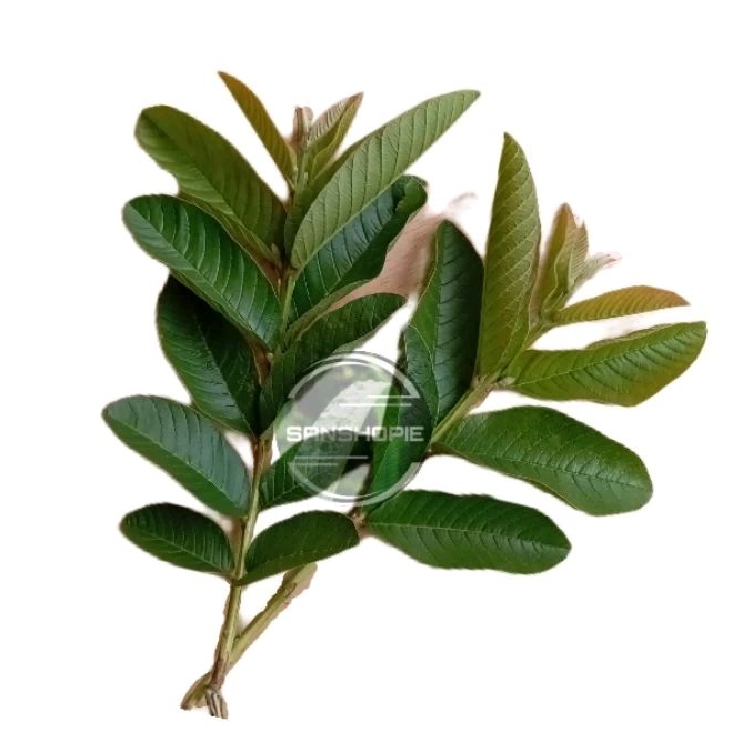 

Daun jambu biji muda segar 250 gram