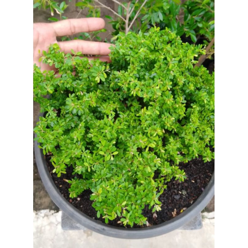 Bibit Bonsai Saeng Simbur Super Micro Thailand