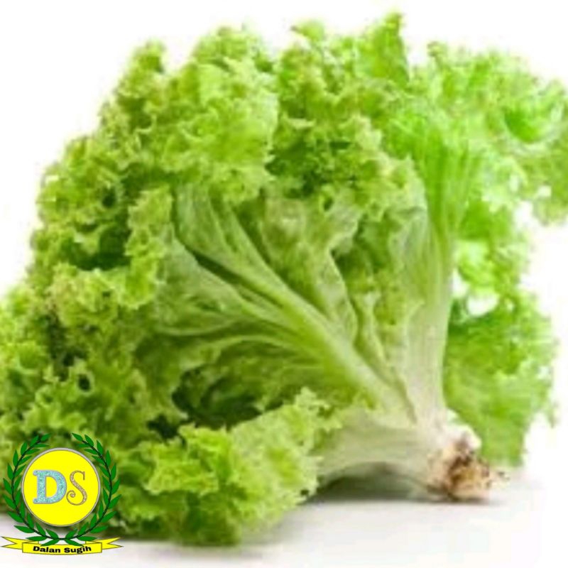 

Selada Keriting / Lettuce 500 gr