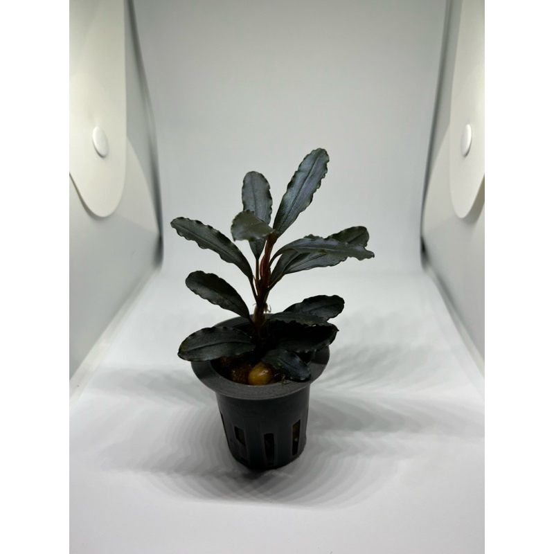 BUCEPHALANDRA SP BROWNIE BLUE