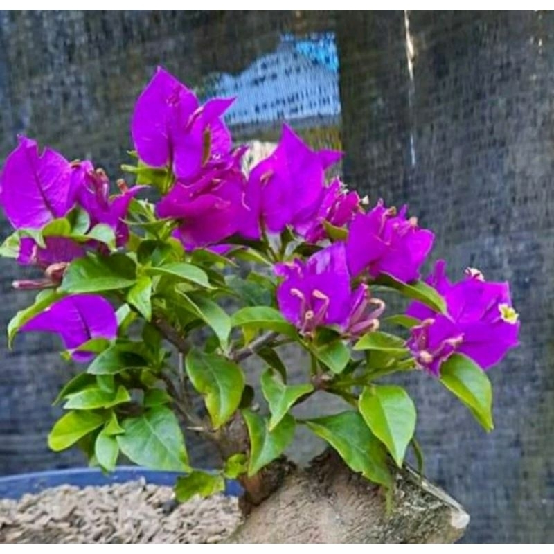 Bunga Bougenville ekor musang ungu  /sudah berbunga batang besar