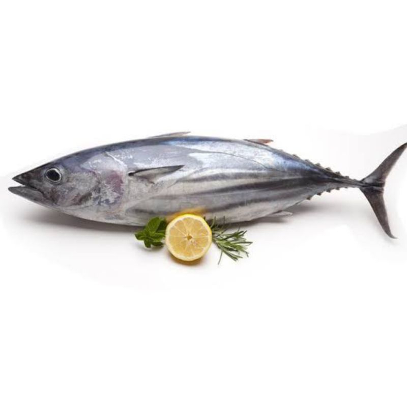 

ikan tongkol