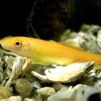 Ikan Hias Algae eater Albino Ikan Hias Aquascape