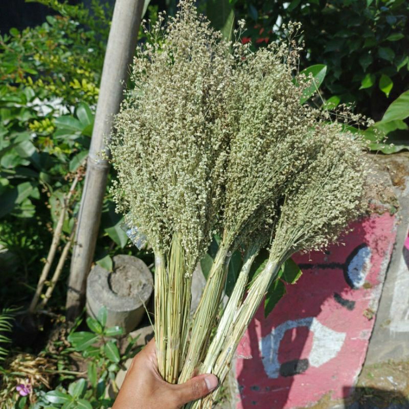 wilderi / springkel , bunga rustic , bunga kering Dekorasi Rustic