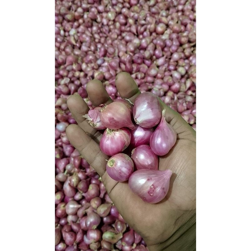 

Bawang Merah Brambang Bamer Kering Kuat Simpan Kemasan 1 kg