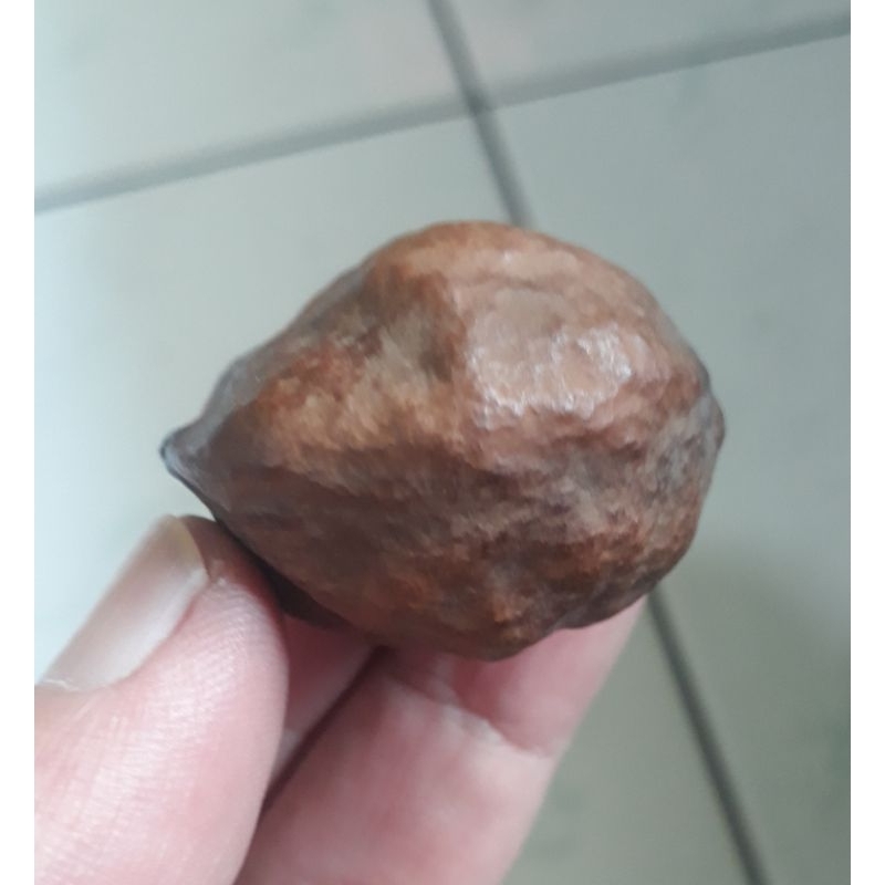 Kemiri Adu Muncang Adu Jalim JPU Urgen Garung