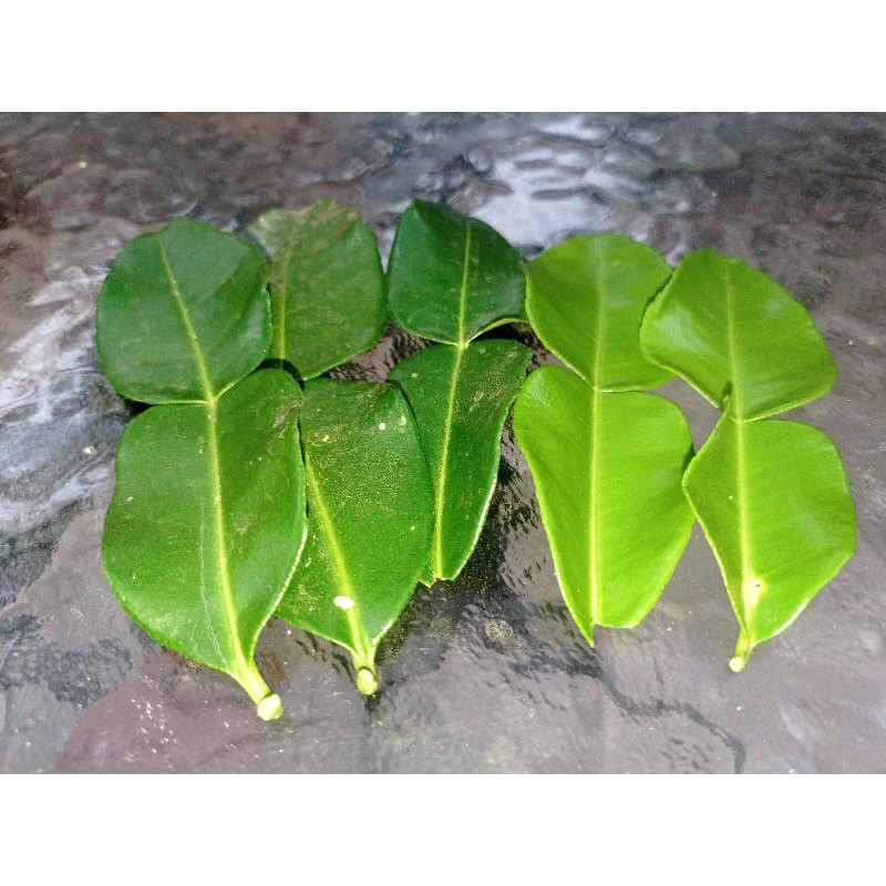 

Daun Jeruk