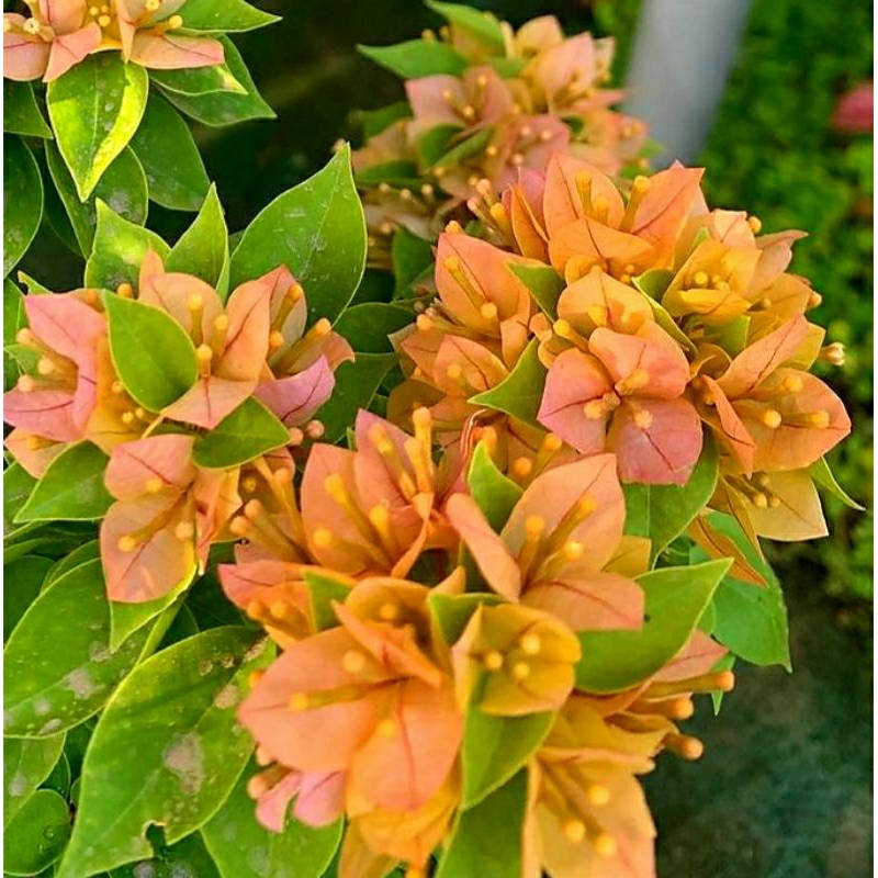 Bunga Hias Bougenville SGP Singapore Peach