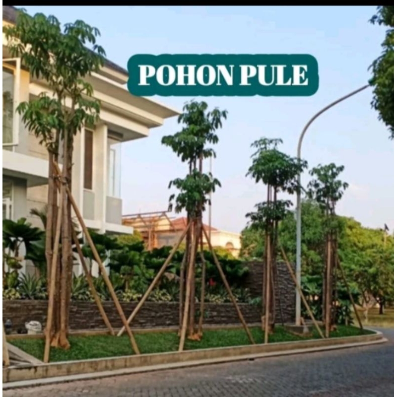 Pohon pule besar gruping-tanaman pelindung