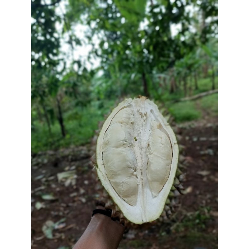 

durian montong