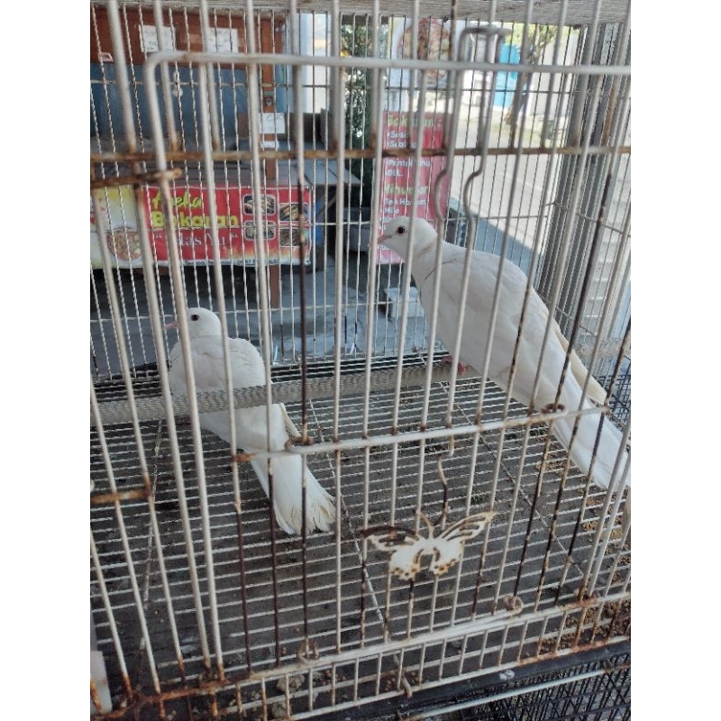 putih puter putih kapas