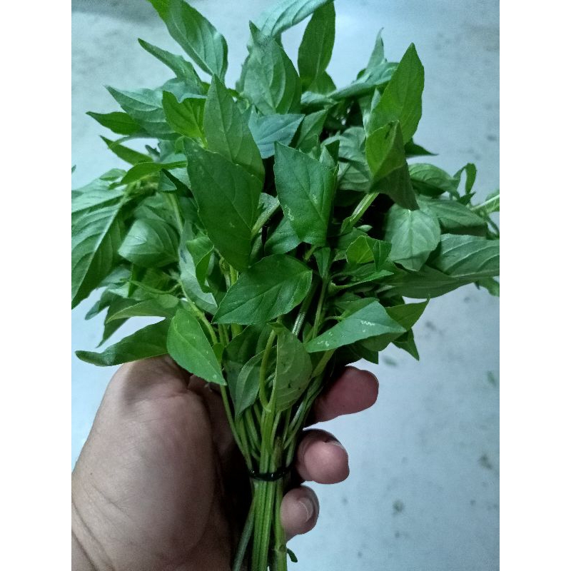 

Daun Kemangi Segar Sayur Segar