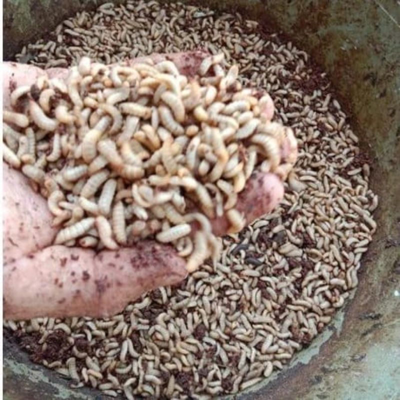 magot Fresh magot BSF 100gr hidup#larva Hidup dll
